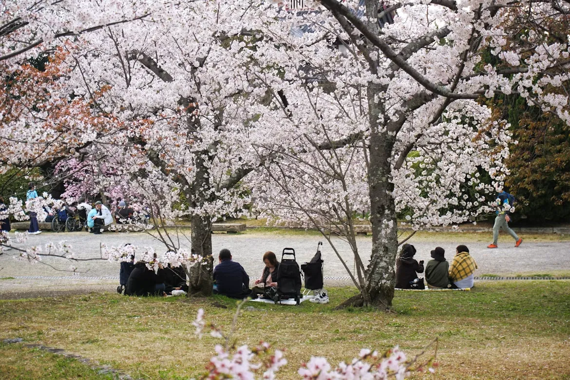 Hanami Picnic Guide